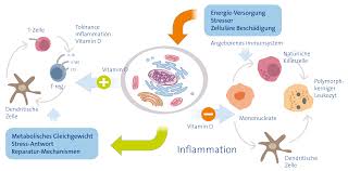 vitamin d immunsystem