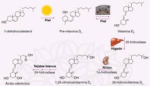 vitamin d stoffwechsel