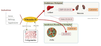 vitamin d haut