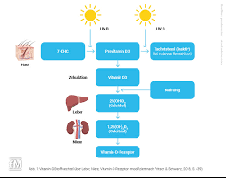 vitamin d krebs